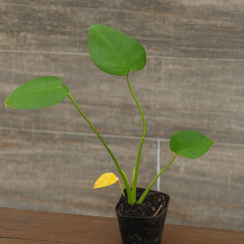 Pé de Costela de Adão Pé de Costela de Adão