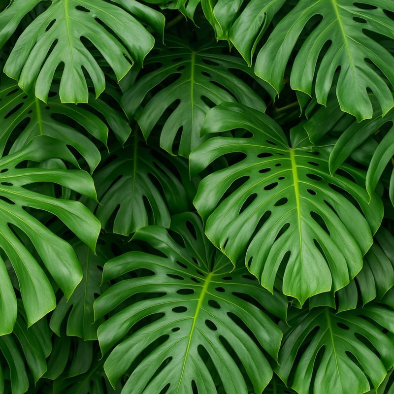 Costela de Adão Costela de Adão