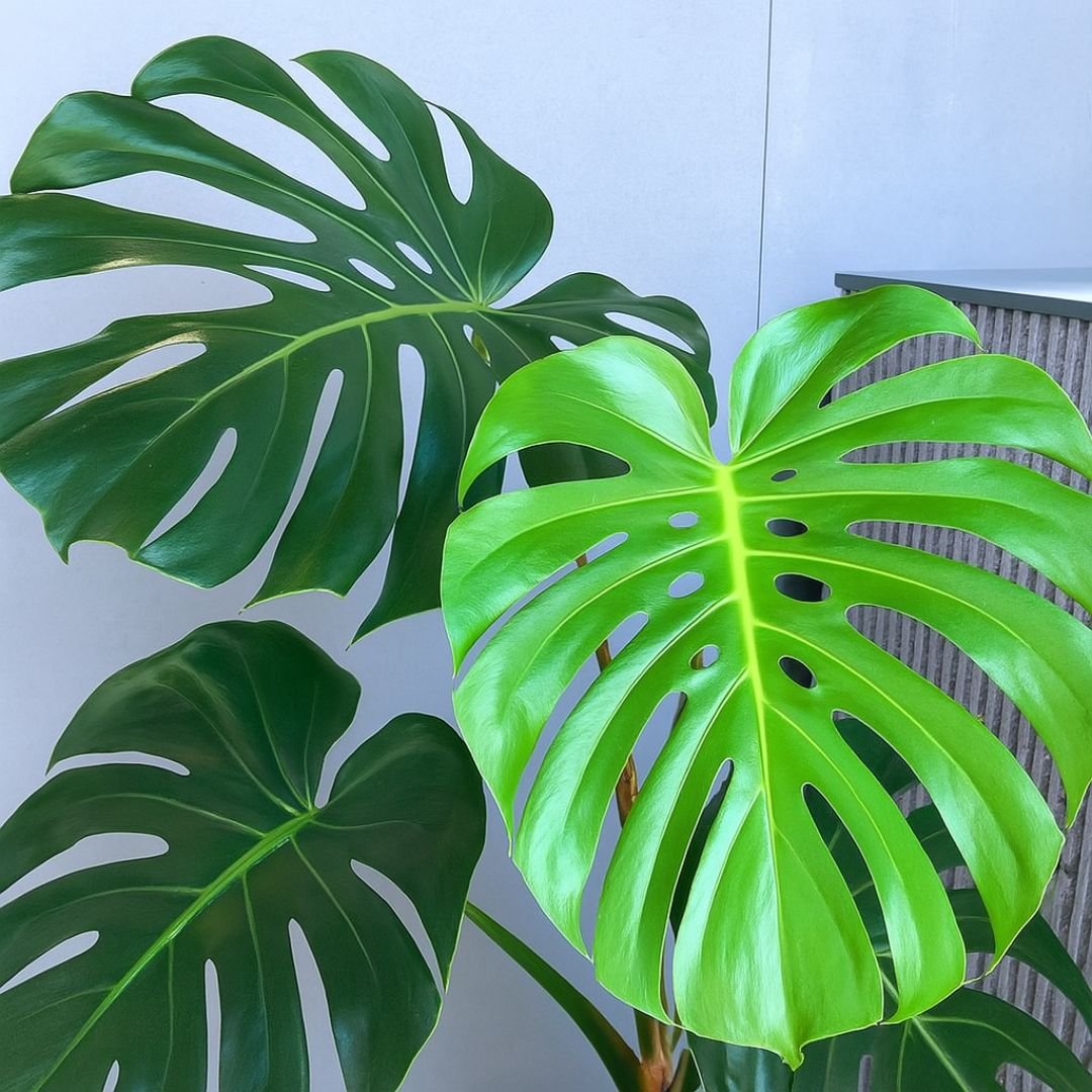 Pé de Costela-de-Adão com Folhas Grandes no Quintal pé de costela-de-adão decorando quintal com folhas grandes