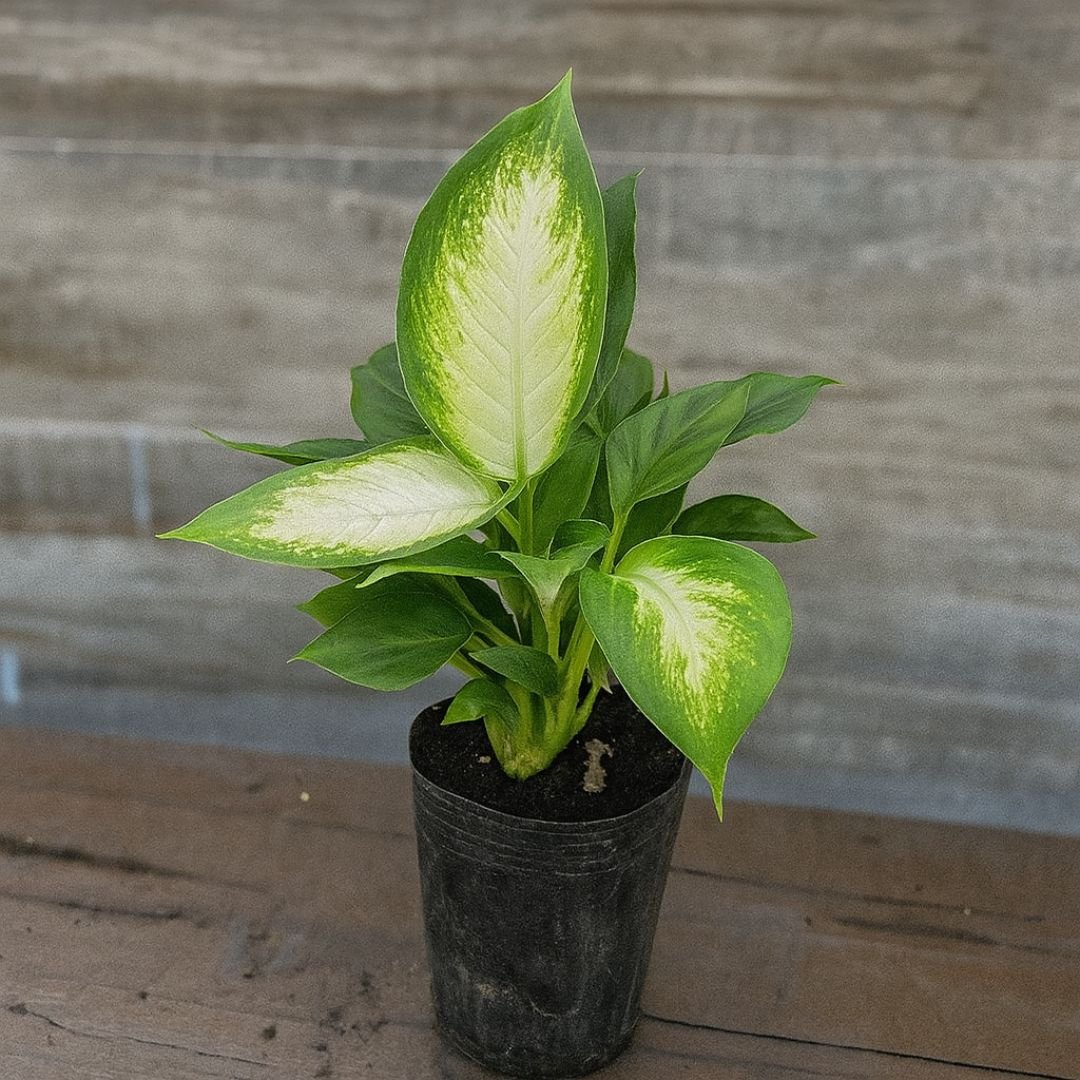 muda de comigo-ninguém-pode com folhagem decorativa