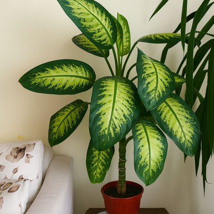 Pé de Comigo-Ninguém-Pode