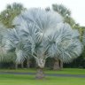 Muda de Palmeira Azul