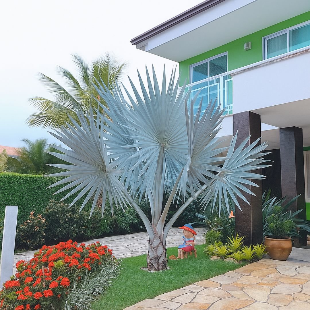 muda de palmeira azul com folhas prateadas