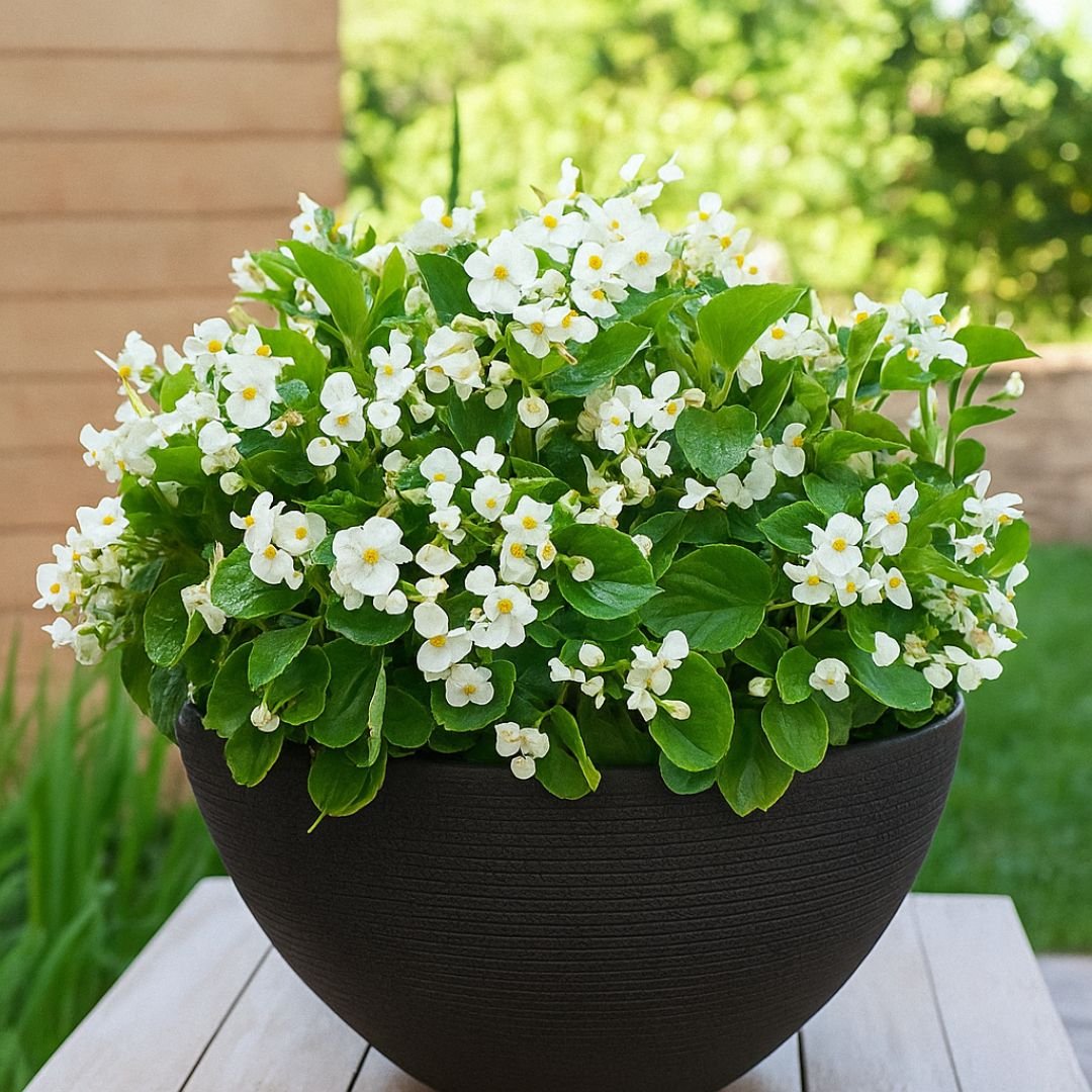 p&eacute; de mini jasmim perfumado em quintal florido