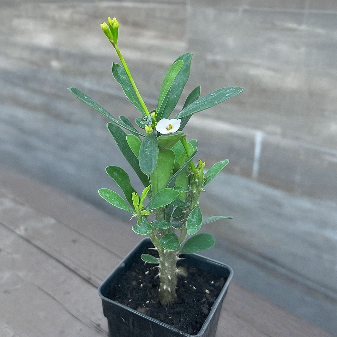 p&eacute; de coroa-de-cristo branca em vaso ensolarado