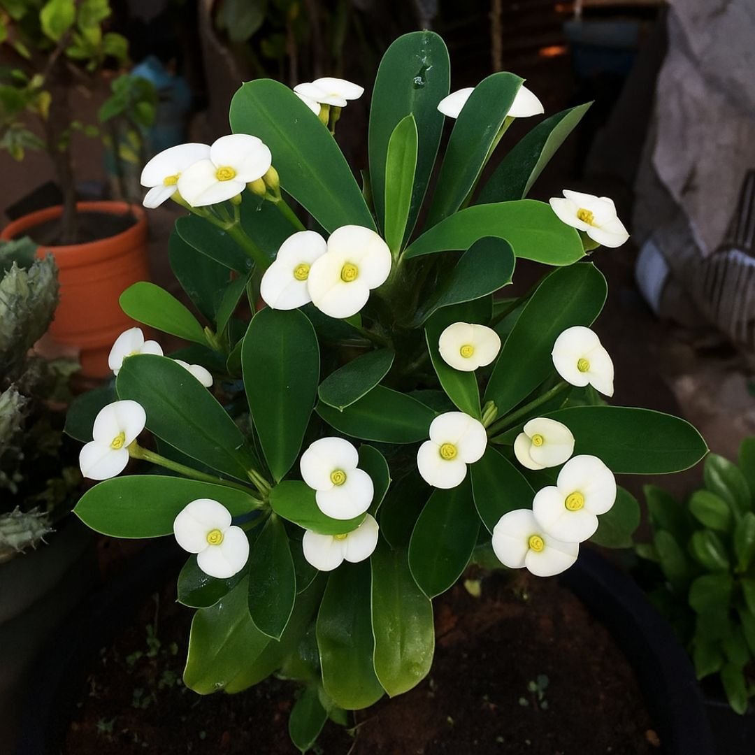 muda de coroa-de-cristo branca com flores delicadas