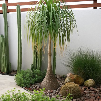 Muda de Pata de Elefante