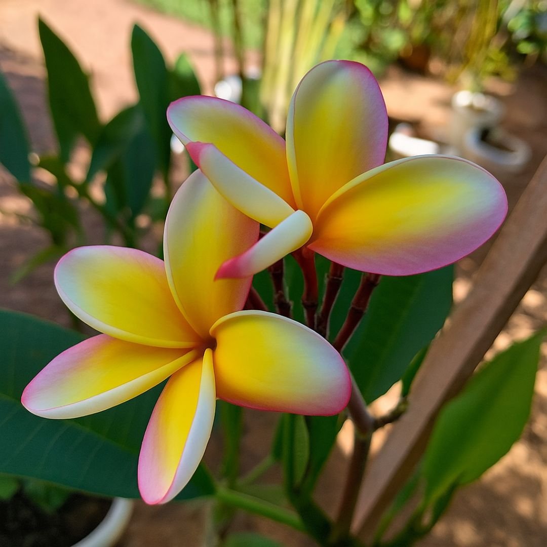 pé de jasmim-manga florido em quintal tropical