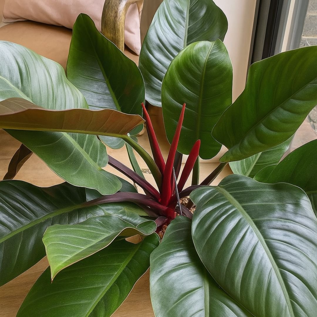 muda de filodendro imperial red
