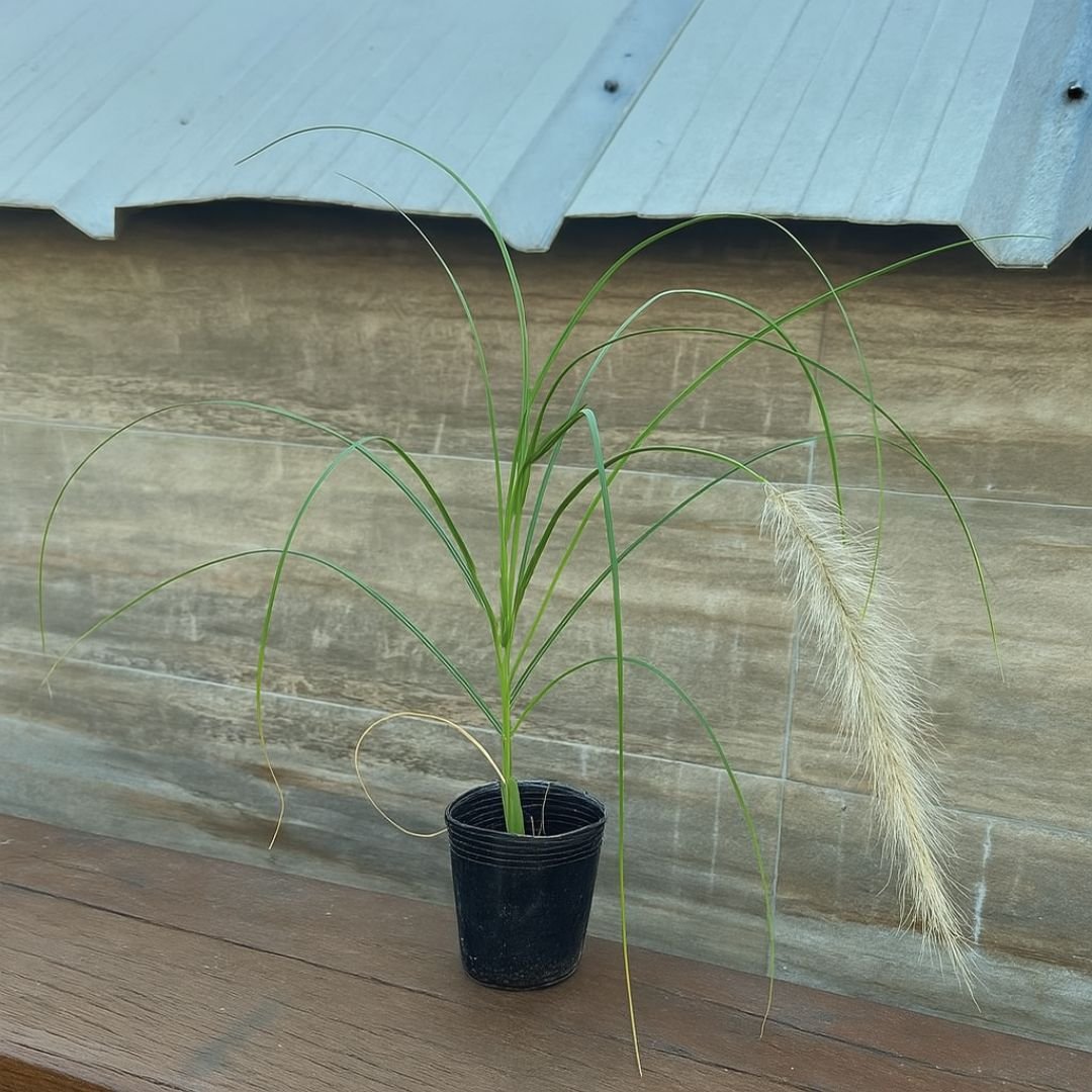 muda de capim do texas para jardim moderno