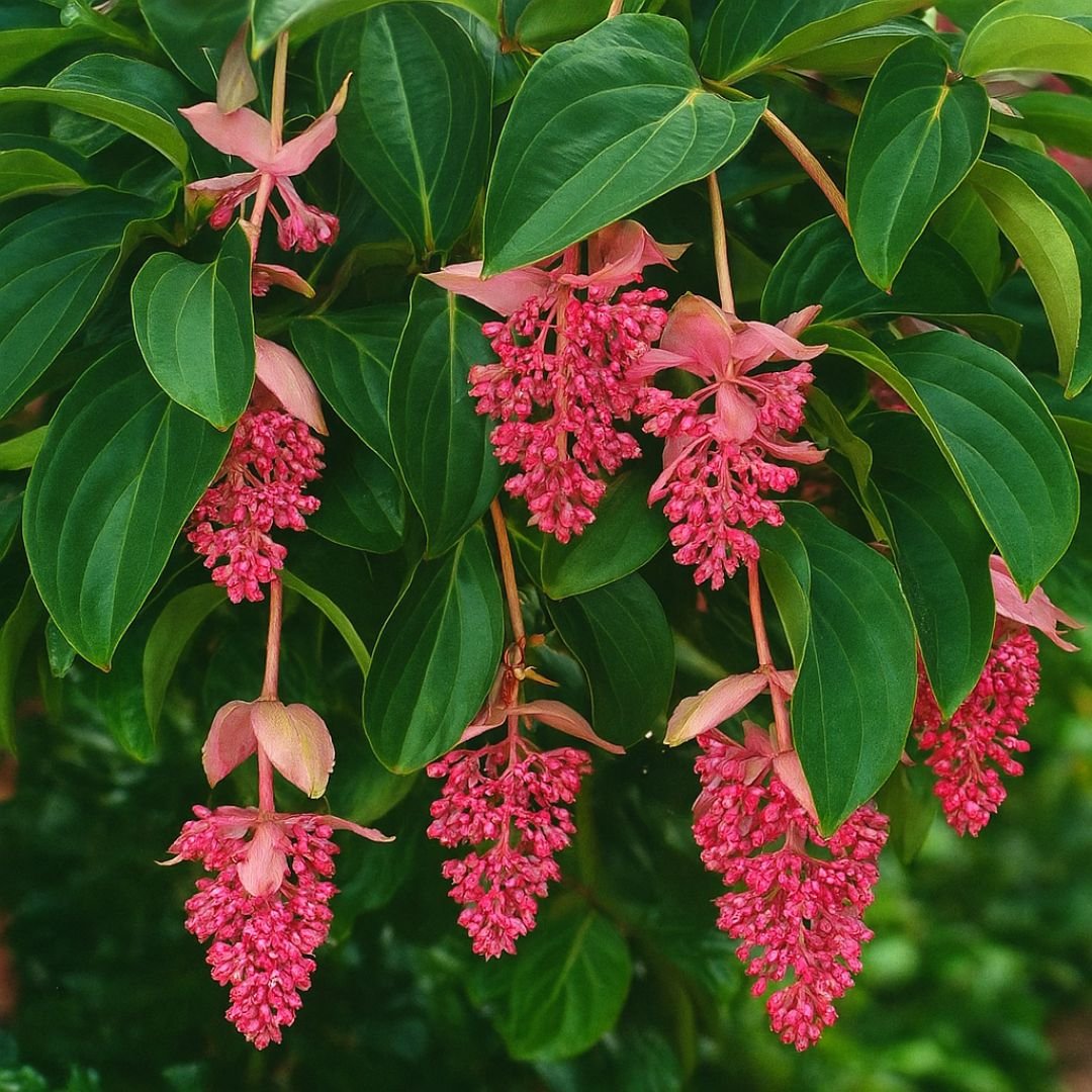 medinilla magnifica ideal para vaso ou quintal