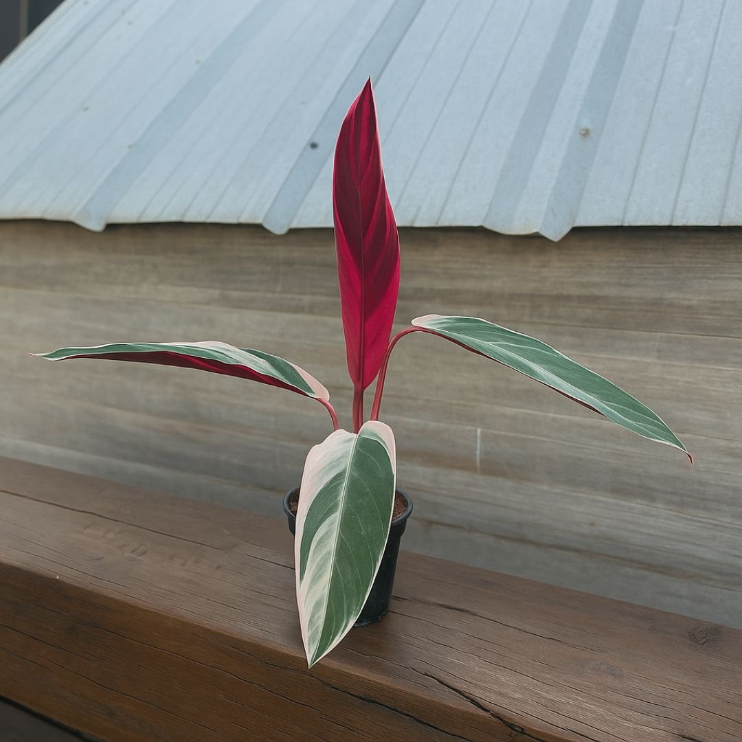 maranta triostar ideal para vasos e ambientes internos