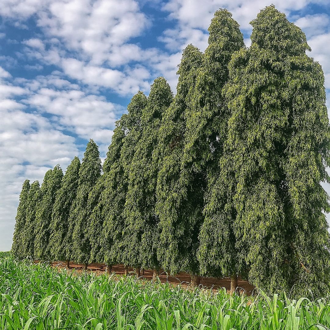Árvore Mastro cultivada em fazenda com rápido crescimento chopala ideal para fazendas e áreas abertas