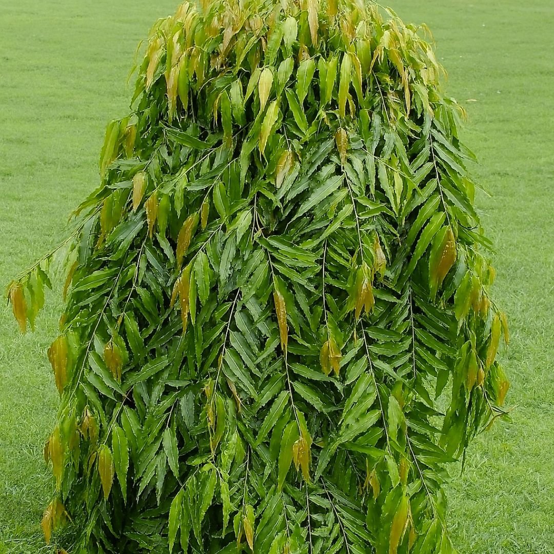 muda de choupala