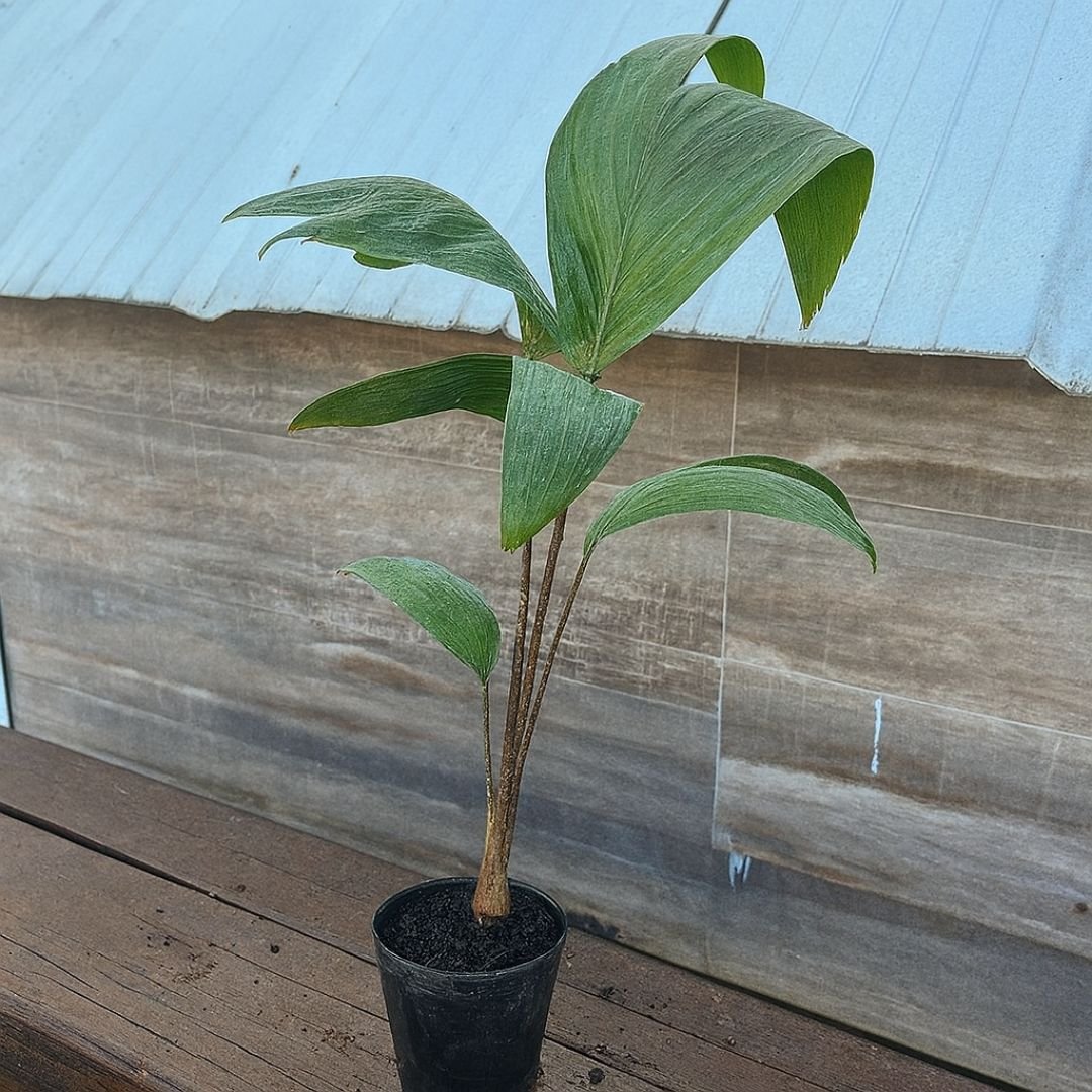 muda de palmeira carpentaria tropical