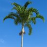 Pé de Palmeira Carpentaria