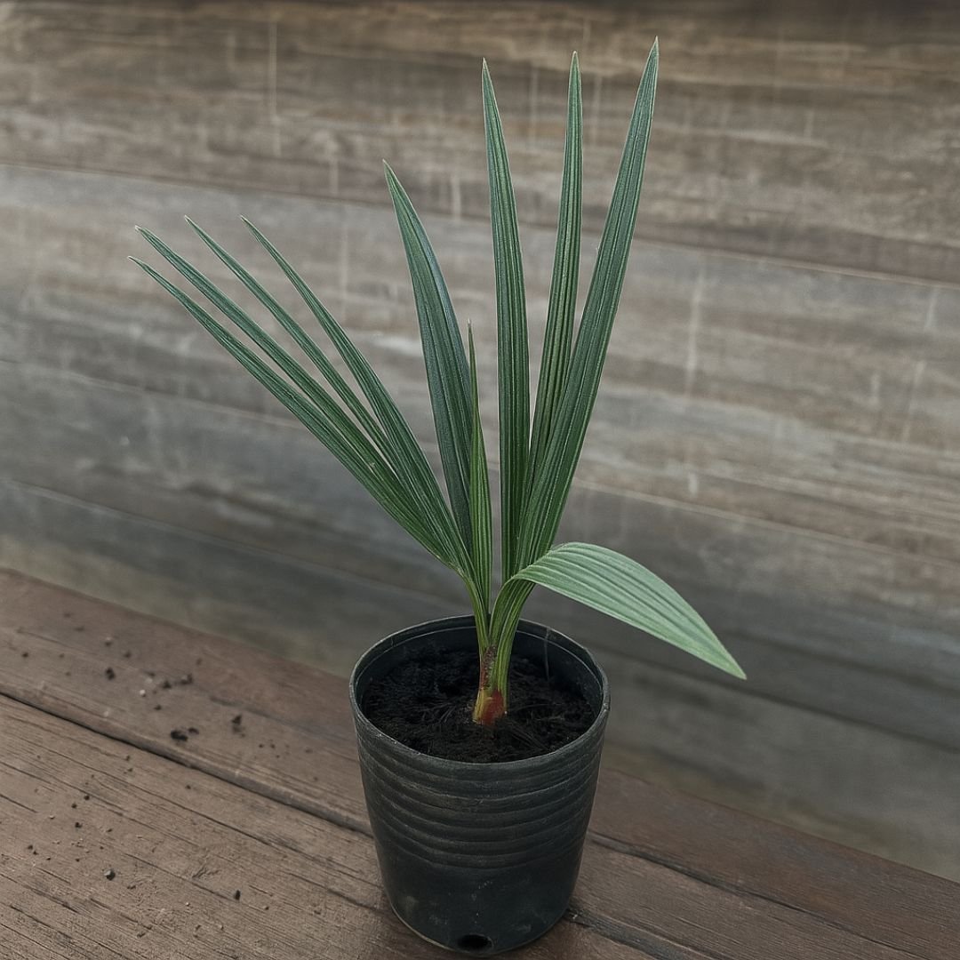 Muda de Chamaerops Azul para Sol Pleno muda de palmeira chamaerops azul compacta para jardim