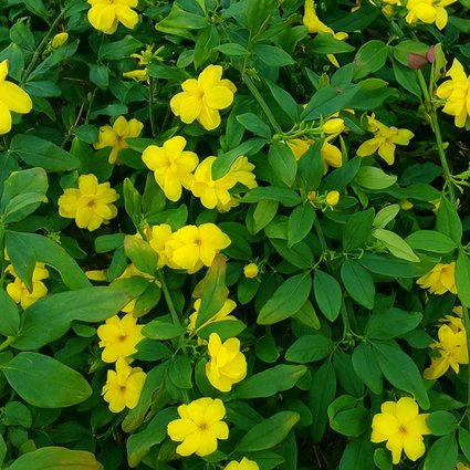 Muda de Jasmim Pendente