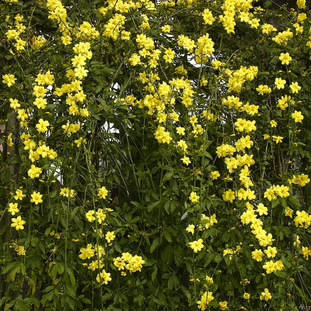 Jasmim Pendente com Crescimento Vigoroso pé de jasmim amarelo em cascata para vasos e jardins