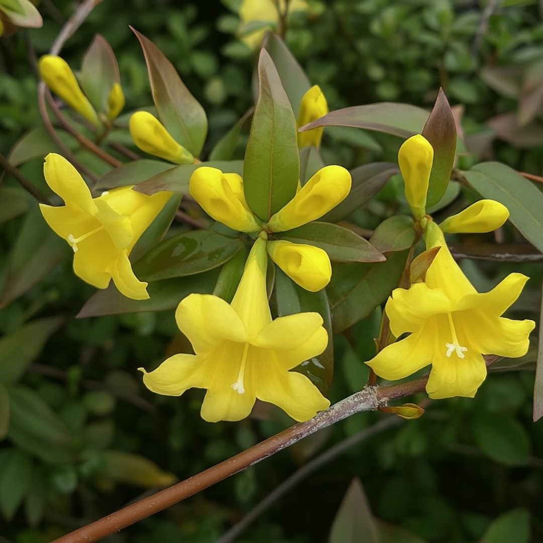 Muda de Jasmim Amarelo Ereto para Jardim e Muros muda de jasmim amarelo ereto para cerca viva