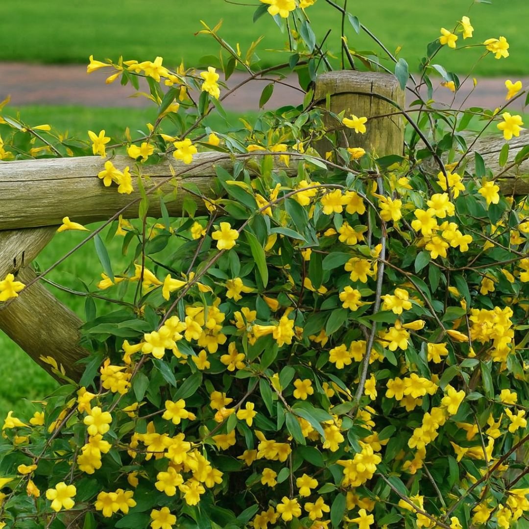 Jasmim Ereto com Floração Intensa pé de jasmim amarelo florido em jardim