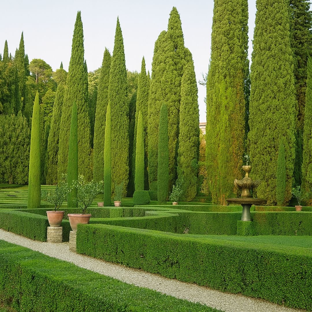 muda de cipreste italiano que frutifica cedo