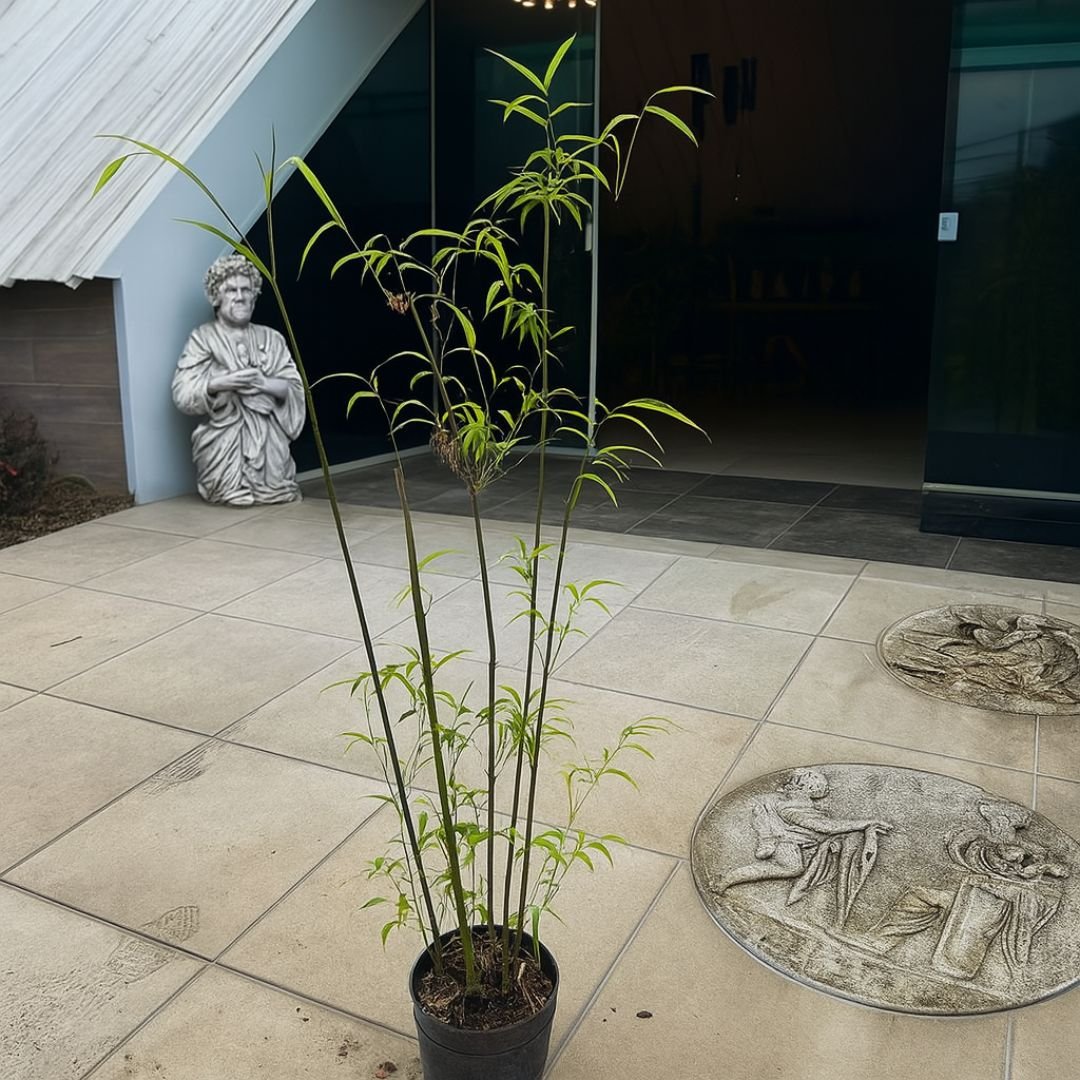 muda de bambuzinho de jardim que cresce r&aacute;pido