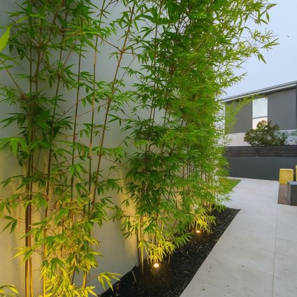 Pé de Bambuzinho de Jardim