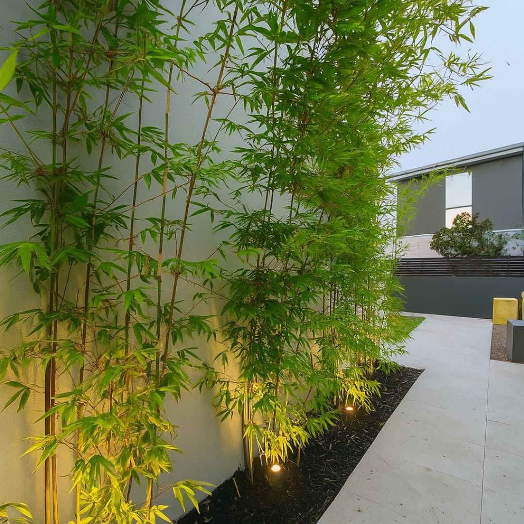 bambuzinho de jardim ideal para quintais e jardins