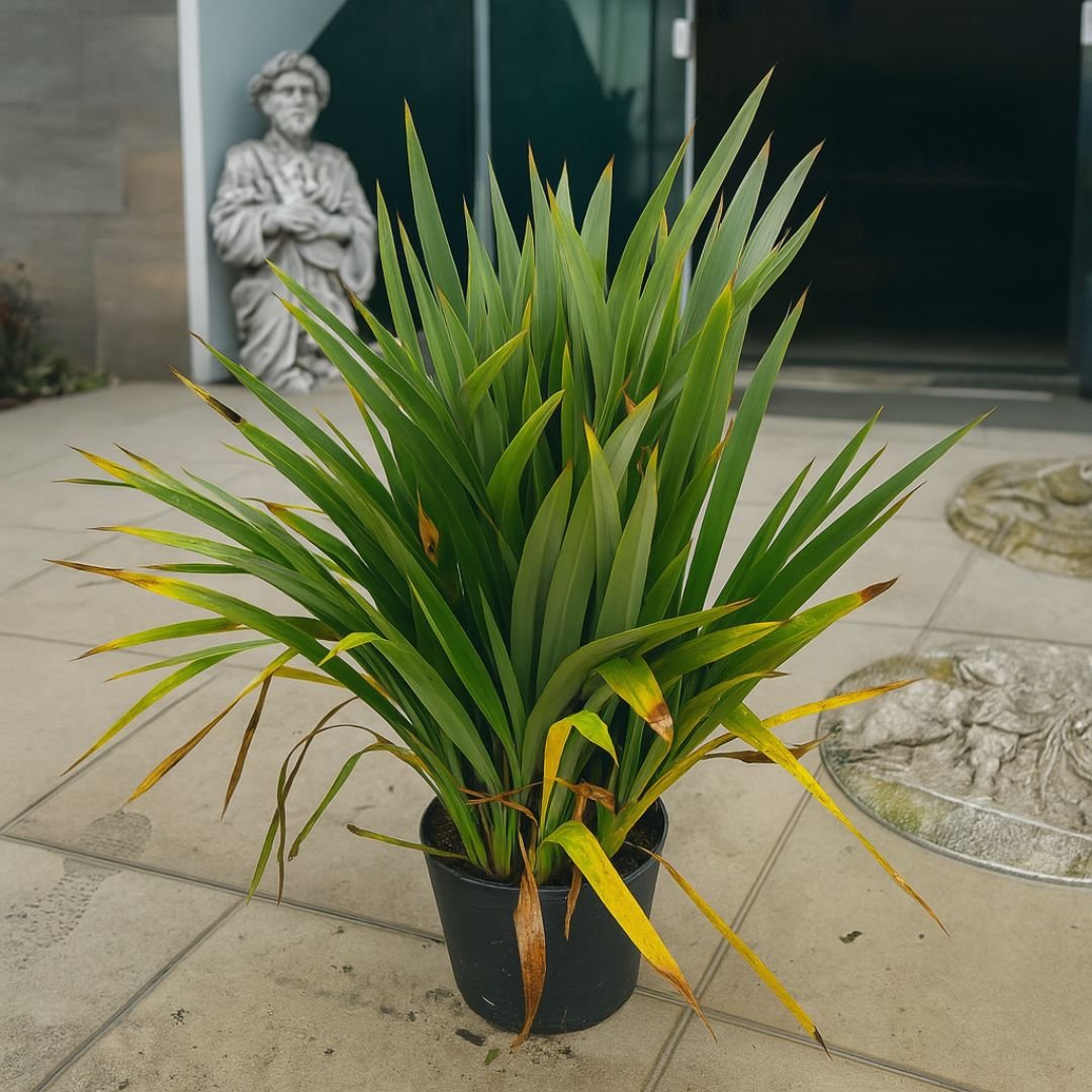 muda de formio verde que decora jardins modernos