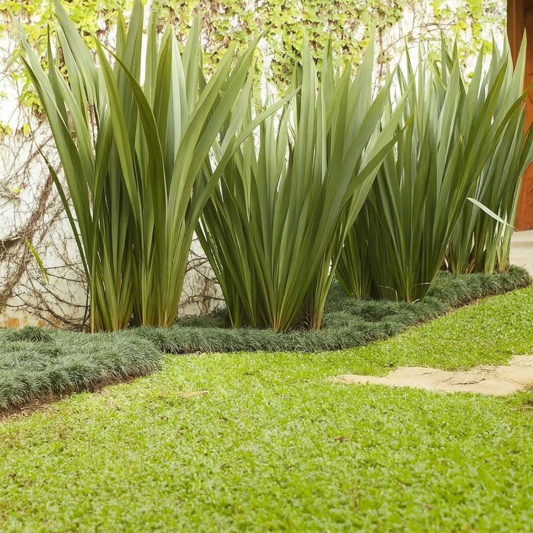 p&eacute; de formio verde com folhas estruturadas