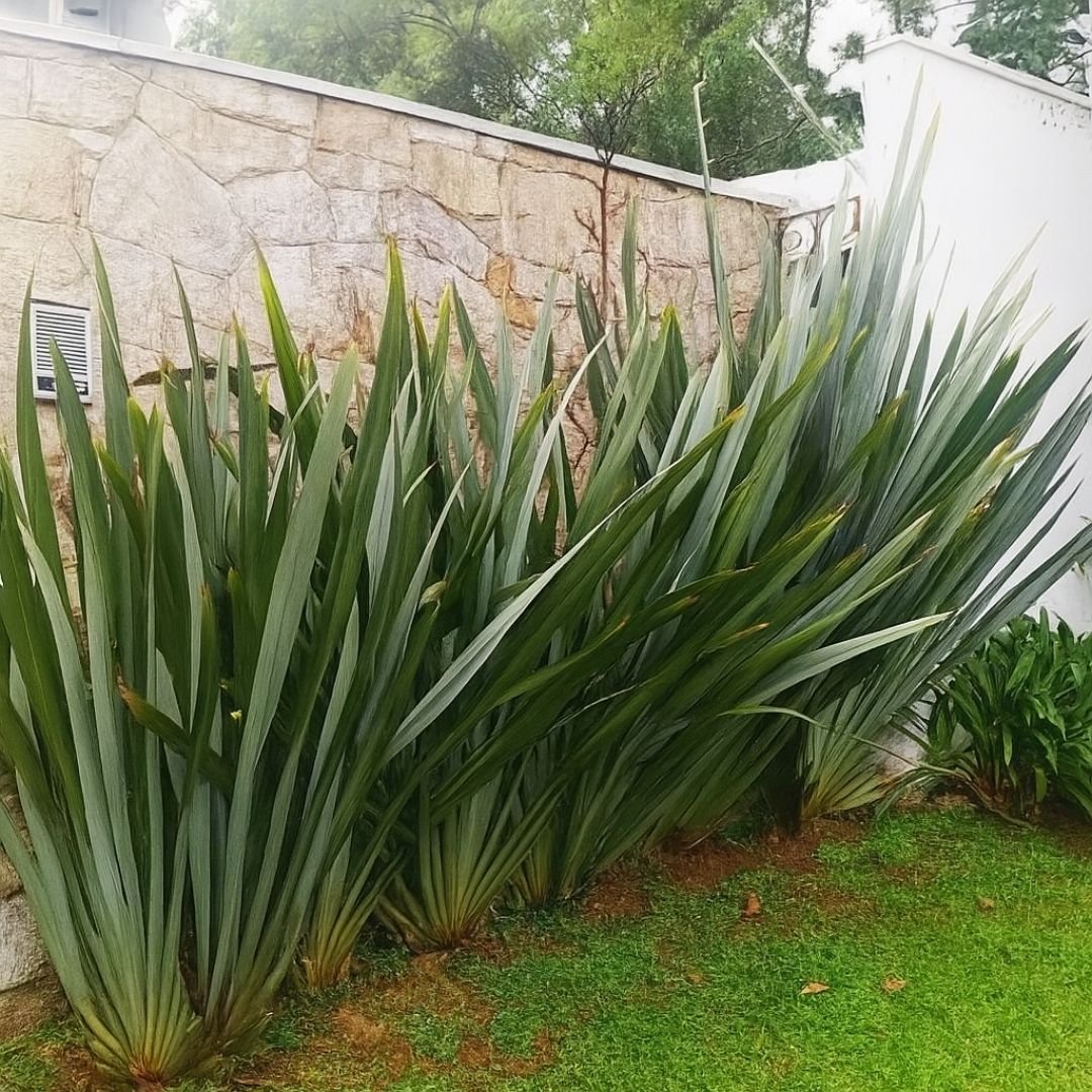Formio Verde decorando jardim contemporâneo formio verde ideal para jardim com pouco cuidado
