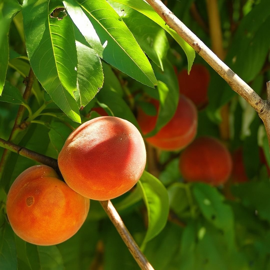 muda de pessego chirip&aacute; que produz frutos nutritivos