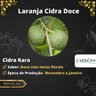 Laranja Cidra Doce