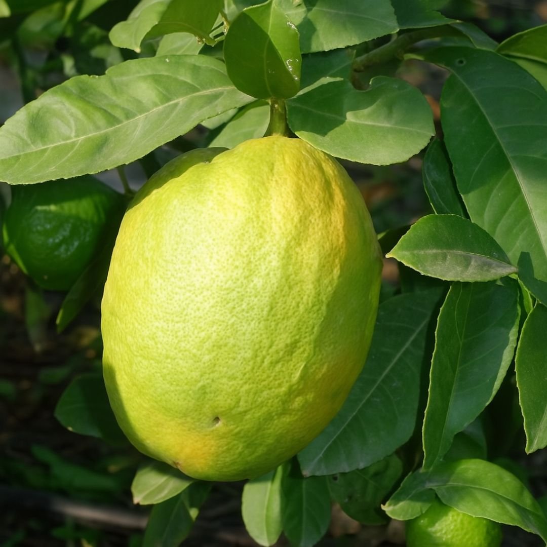 muda de cidra doce que frutifica rápido em vaso