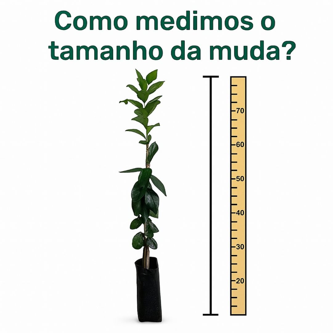 Tahiti様① Colchão de Mola Miracoil Látex Viscoelástica Série 955 Prime