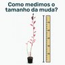 Tamanho Mirtilo Mondini Plantas Tamanho Mirtilo Mondini Plantas