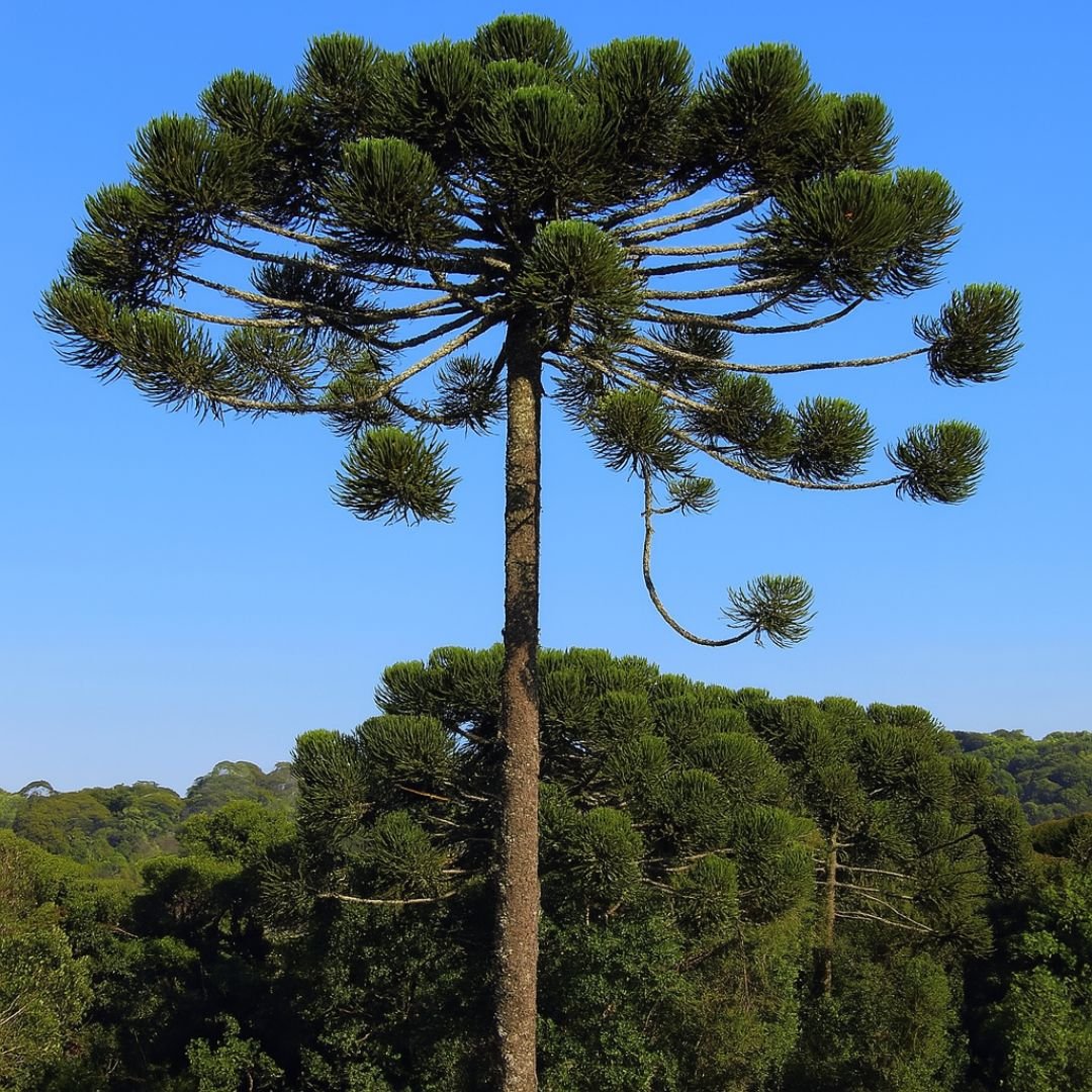 planta de pinh&atilde;o ideal para quintal ou s&iacute;tio