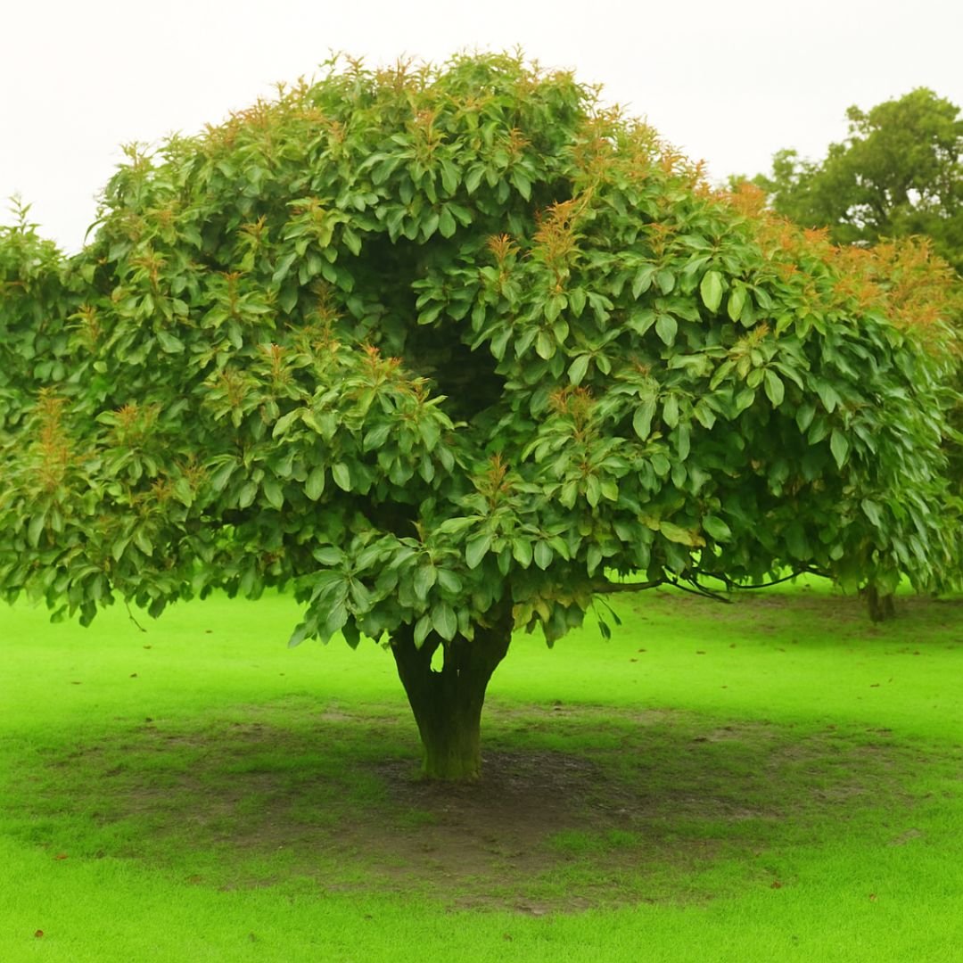 muda de abacate que frutifica cedo