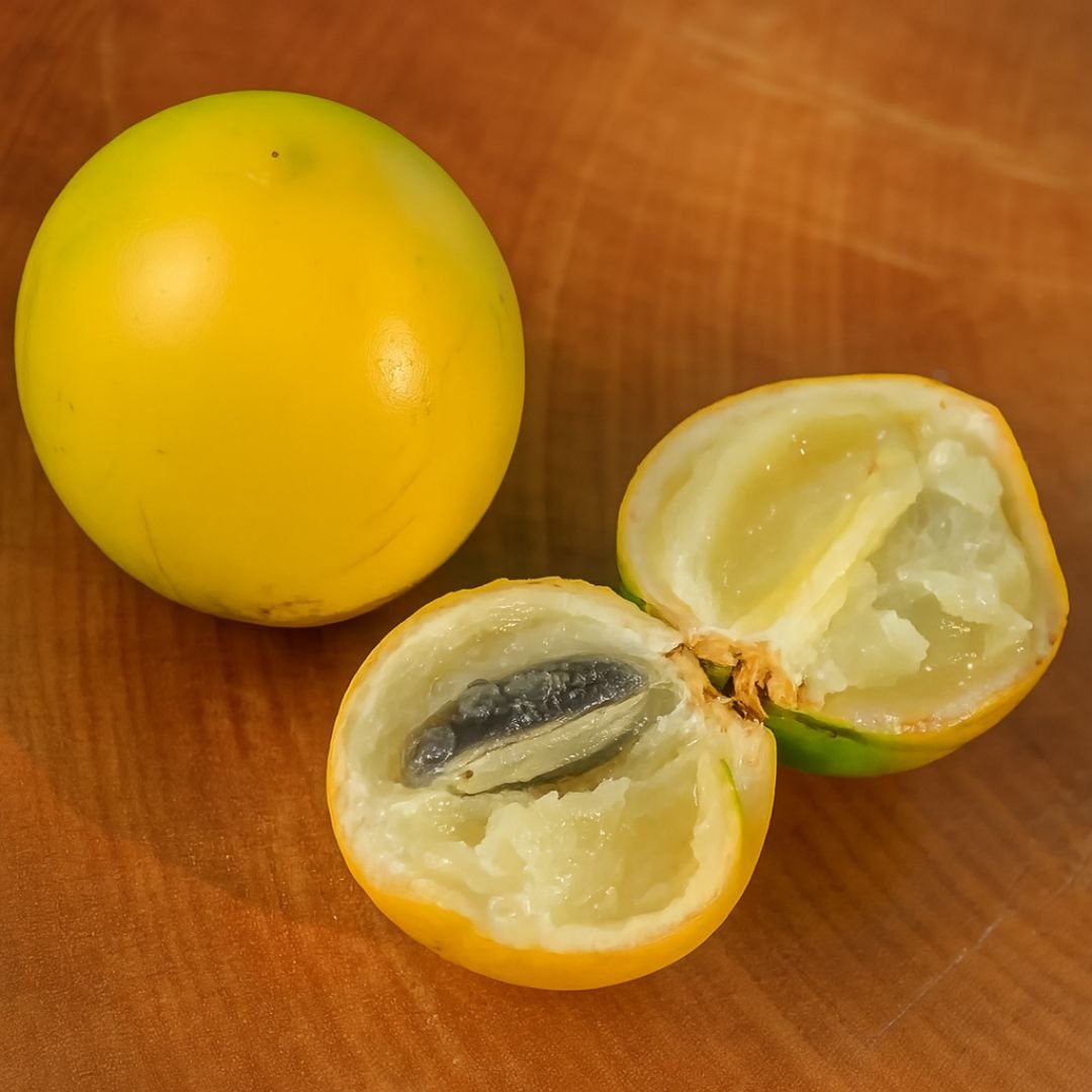 Muda de Abiu Amarelo (Pouteria caimito) - Pronta para Plantio