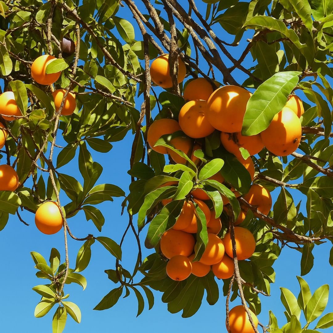 abiu amarelo ideal para quintal ou s&iacute;tio