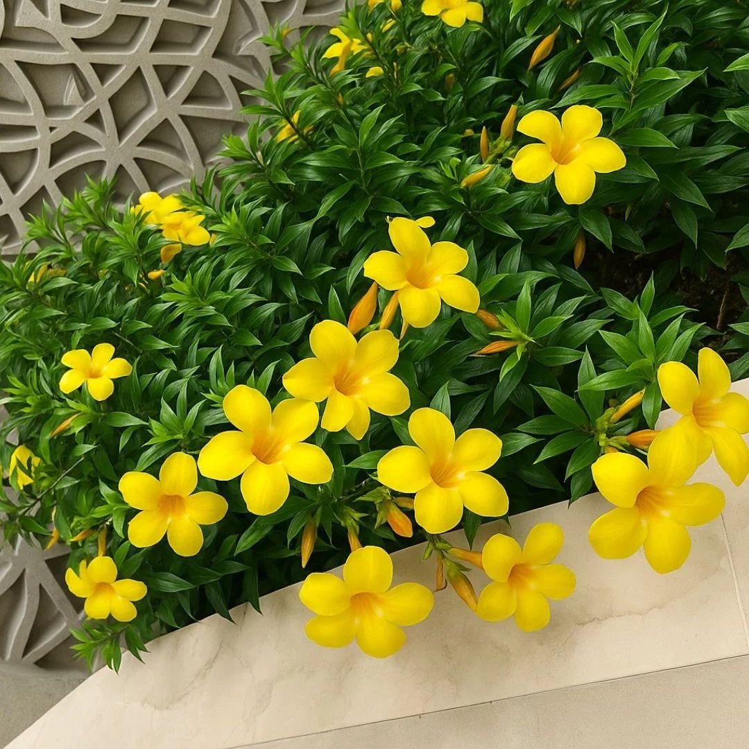 p&eacute; de alamanda florido em jardim