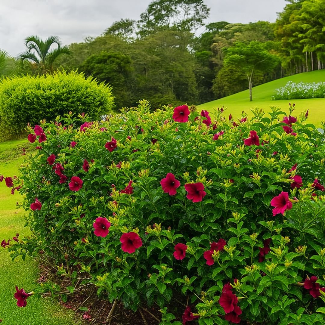 alamanda ideal para vaso ou jardim