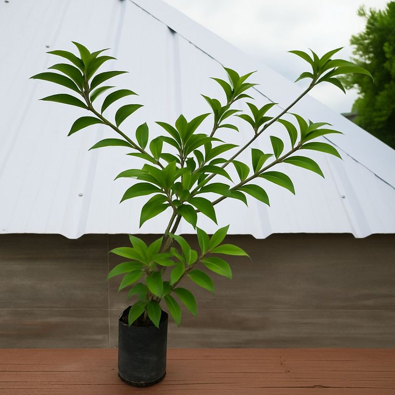 Pé de Alamanda Pé de Alamanda