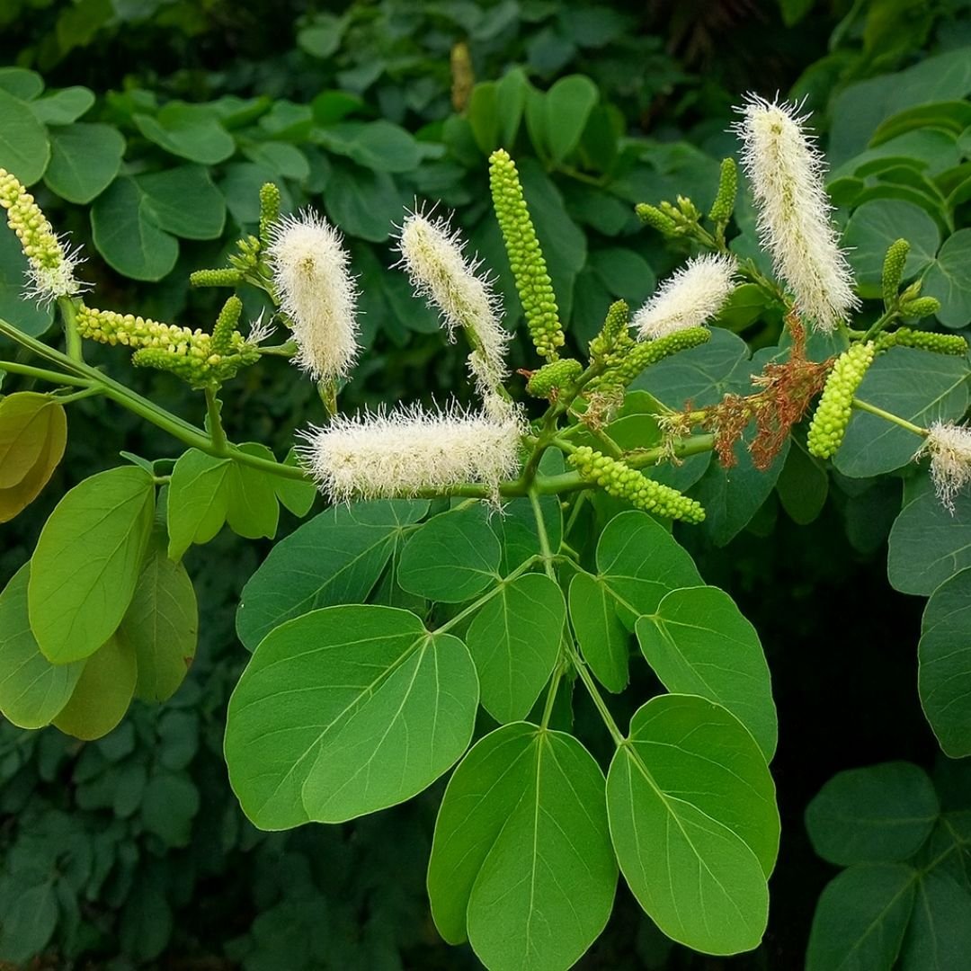 muda de sans&atilde;o do campo que frutifica cedo