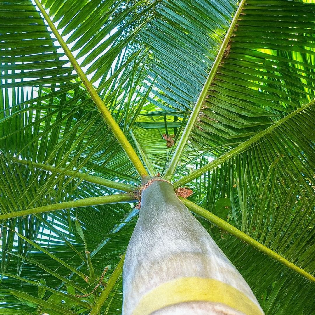 p&eacute; de palmito jussara cultivado em quintal