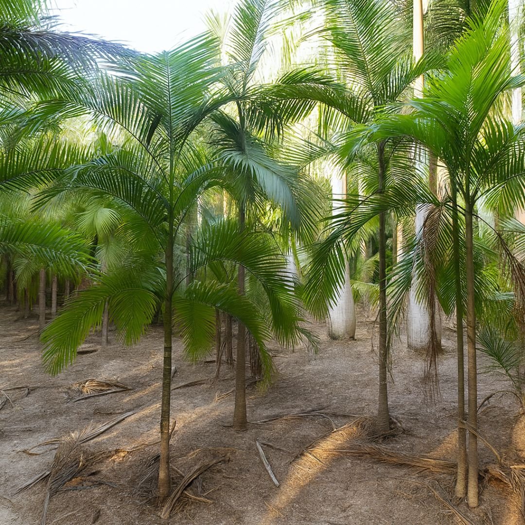 palmito jussara ideal para plantio ecol&oacute;gico