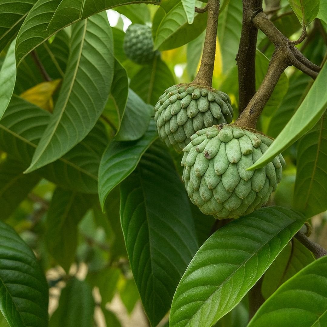 p&eacute; de fruta do conde com frutos doces