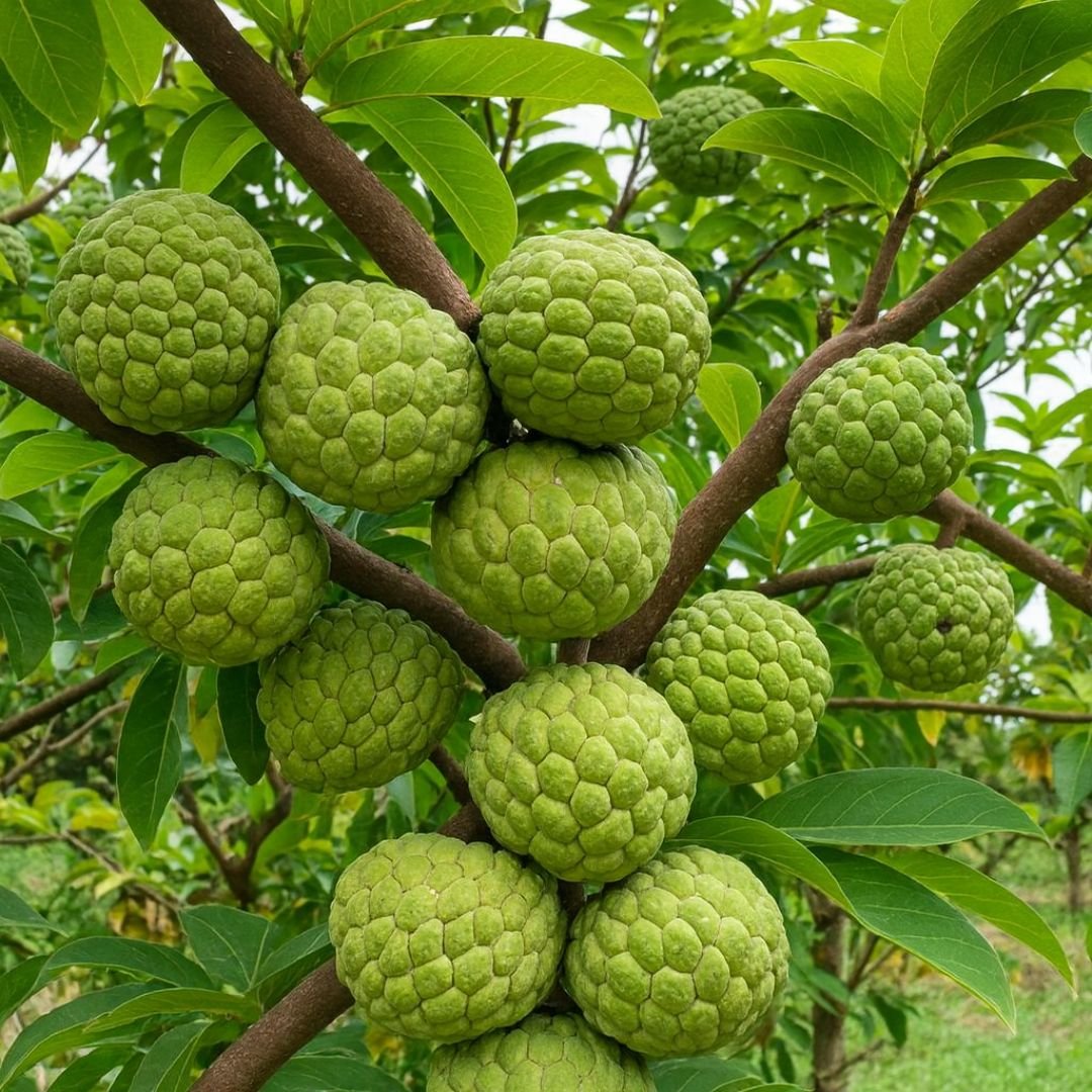 muda de fruta do conde que d&aacute; frutos cremosos