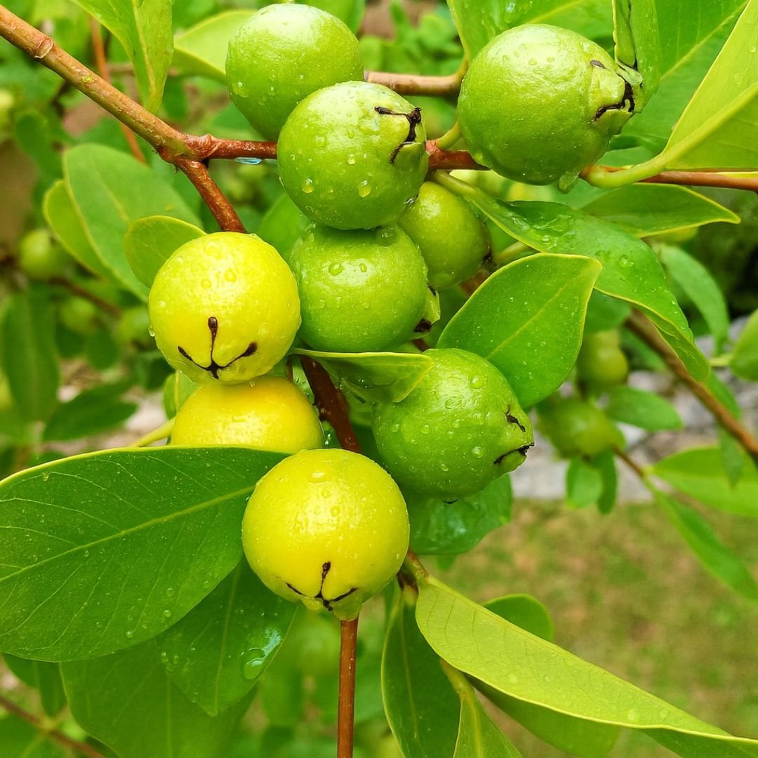 p&eacute; de ara&ccedil;&aacute; com frutos amarelos e doces